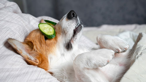 Hond ontspant met komkommers op ogen Hond ontspant met komkommers op ogen